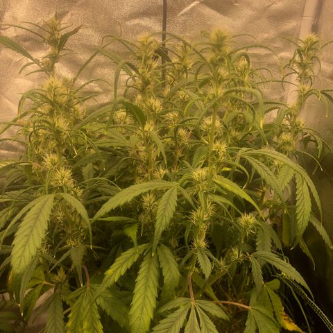 Gorilla Cookies Auto growlog timeline photo