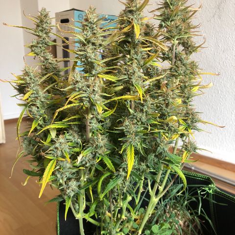 Gorilla Cookies Auto growlog timeline photo