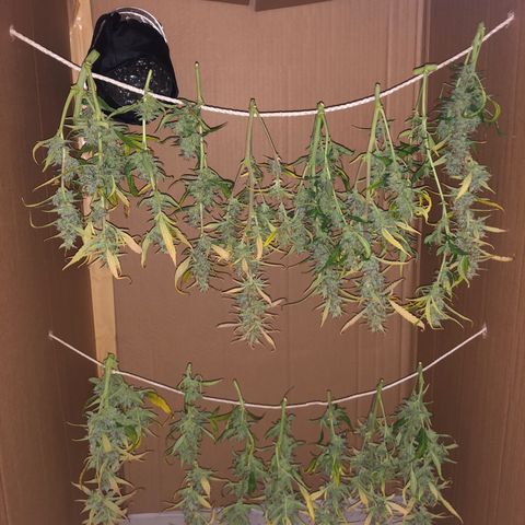Gorilla Cookies Auto growlog timeline photo