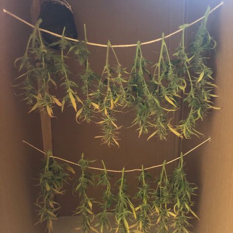 Gorilla Cookies Auto growlog timeline photo