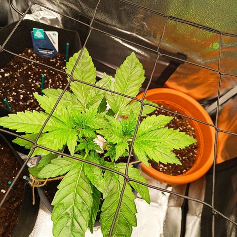 Sunset Sherbet Auto growlog photo: Leichte lsm Maßnahmen