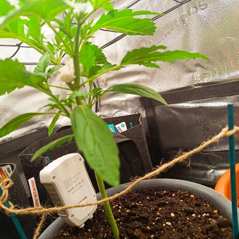 Sunset Sherbet Auto growlog photo: Leichte lsm Maßnahmen