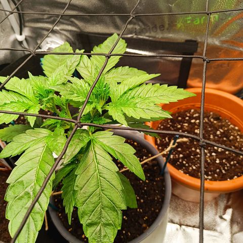 Sunset Sherbet Auto growlog photo: Leichte lsm Maßnahmen