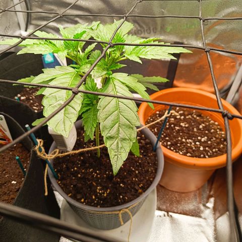 Sunset Sherbet Auto growlog photo: Leichte lsm Maßnahmen