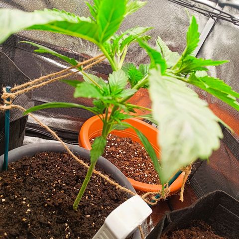 Sunset Sherbet Auto growlog photo: Lst um die unteren Seitentriebe besser zu entwickeln und die Pflanze etwas mehr in die Breite gehen zu lassen.