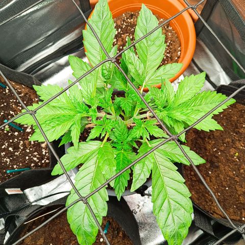 Sunset Sherbet Auto growlog photo: Lst um die unteren Seitentriebe besser zu entwickeln und die Pflanze etwas mehr in die Breite gehen zu lassen.