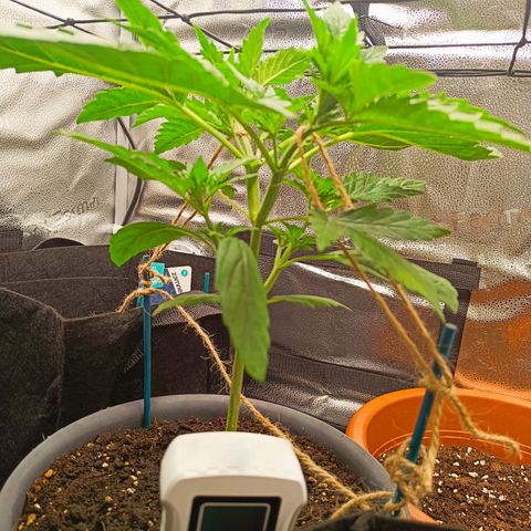 Sunset Sherbet Auto growlog photo: Lst um die unteren Seitentriebe besser zu entwickeln und die Pflanze etwas mehr in die Breite gehen zu lassen.