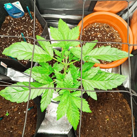 Sunset Sherbet Auto growlog photo: Etwas ausgedünnt und weiter gestreckt