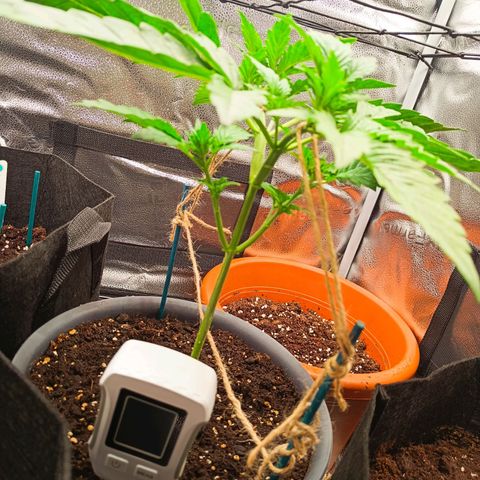 Sunset Sherbet Auto growlog photo: Etwas ausgedünnt und weiter gestreckt