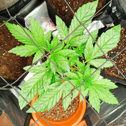Sunset Sherbet Auto growlog timeline photo