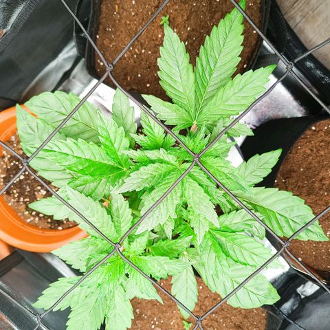 Sunset Sherbet Auto growlog timeline photo