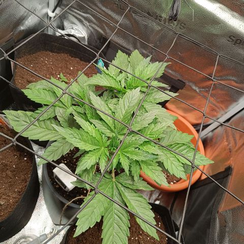 Sunset Sherbet Auto growlog timeline photo
