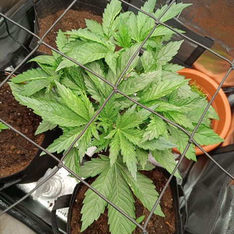 Sunset Sherbet Auto growlog timeline photo