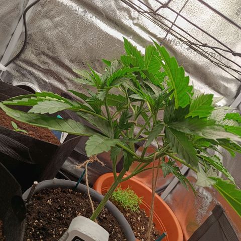 Sunset Sherbet Auto growlog timeline photo