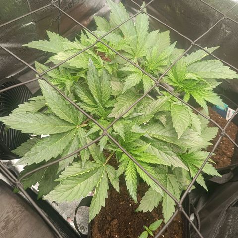 Sunset Sherbet Auto growlog timeline photo