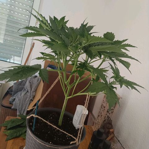 Sunset Sherbet Auto growlog timeline photo