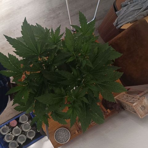 Sunset Sherbet Auto growlog timeline photo