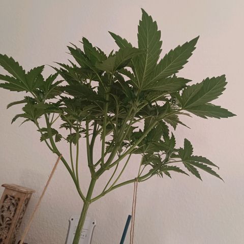 Sunset Sherbet Auto growlog timeline photo