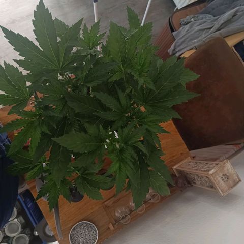 Sunset Sherbet Auto growlog timeline photo