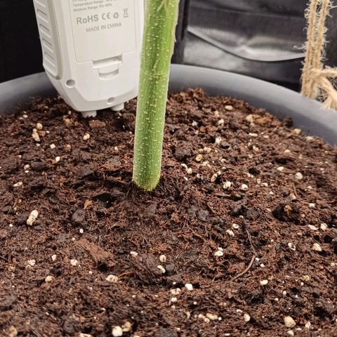 Sunset Sherbet Auto growlog timeline photo