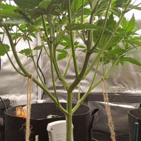 Sunset Sherbet Auto growlog timeline photo