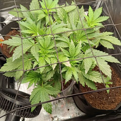Sunset Sherbet Auto growlog timeline photo