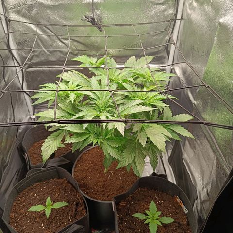 Sunset Sherbet Auto growlog timeline photo