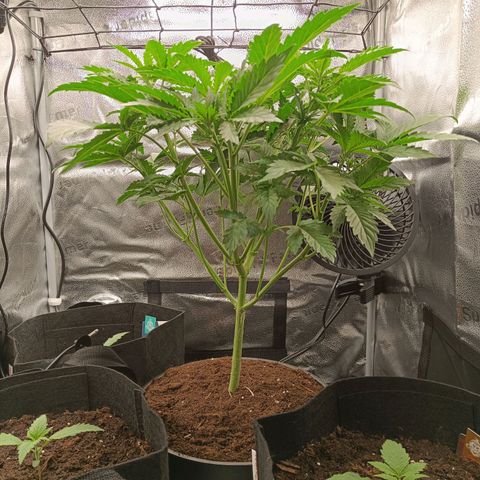 Sunset Sherbet Auto growlog timeline photo