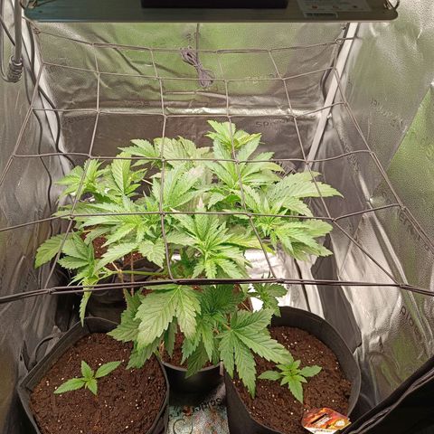 Sunset Sherbet Auto growlog timeline photo