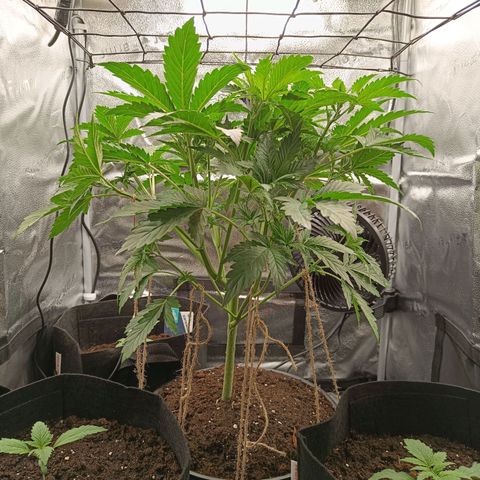 Sunset Sherbet Auto growlog timeline photo