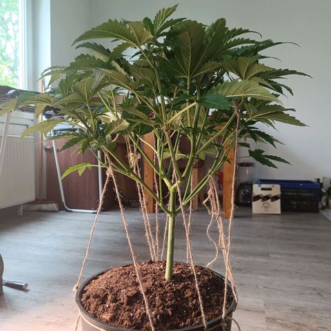 Sunset Sherbet Auto growlog timeline photo