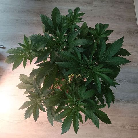 Sunset Sherbet Auto growlog timeline photo