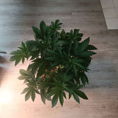Sunset Sherbet Auto growlog timeline photo