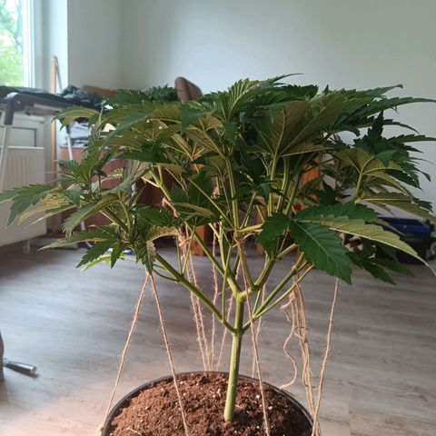 Sunset Sherbet Auto growlog timeline photo