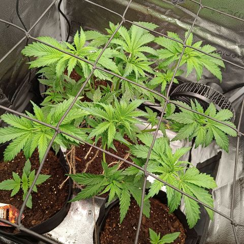 Sunset Sherbet Auto growlog timeline photo