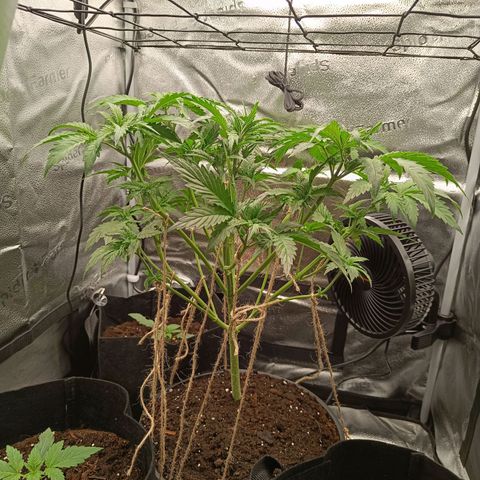 Sunset Sherbet Auto growlog timeline photo