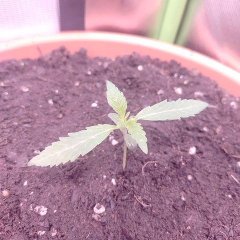 OG Kush growlog timeline photo