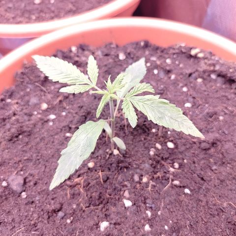 OG Kush growlog timeline photo