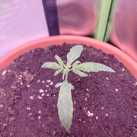 OG Kush growlog timeline photo