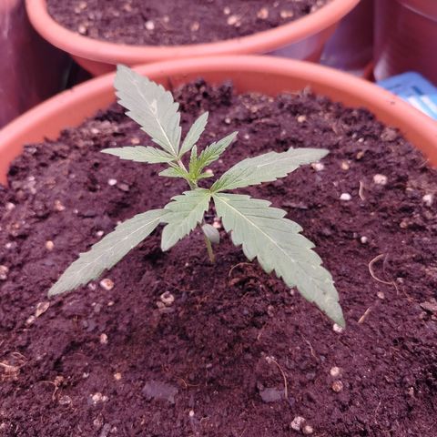 OG Kush growlog timeline photo