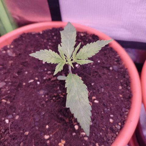 OG Kush growlog timeline photo