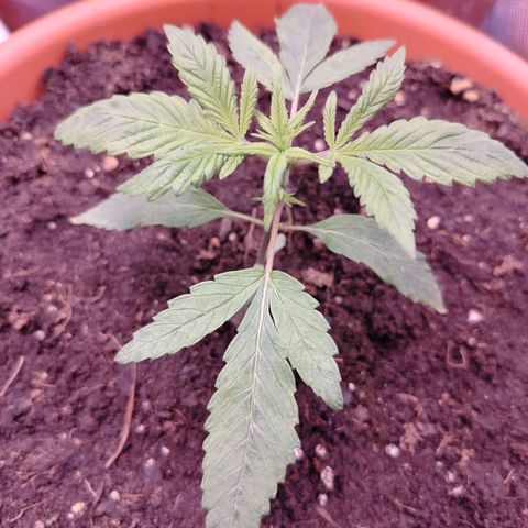 OG Kush growlog timeline photo
