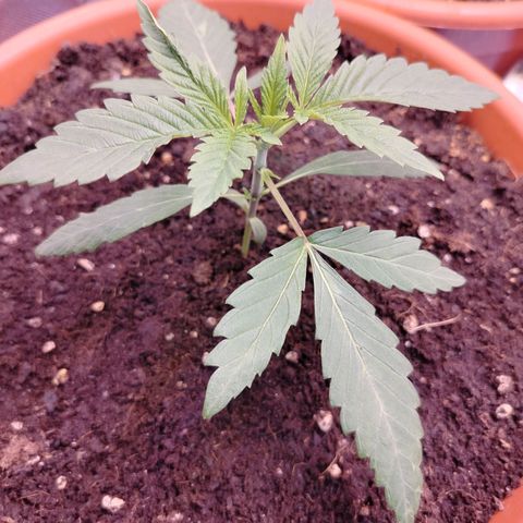 OG Kush growlog timeline photo