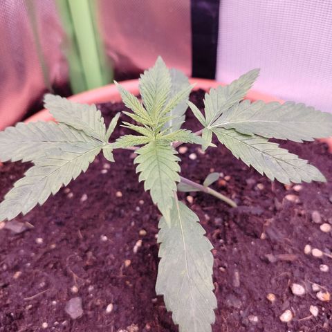 OG Kush growlog timeline photo