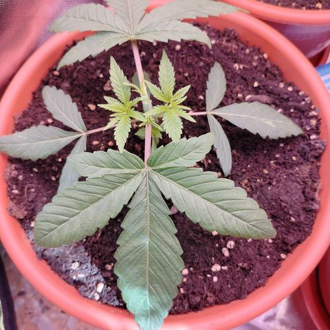 OG Kush growlog timeline photo