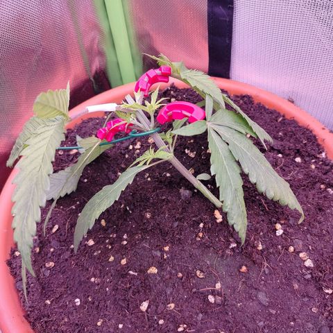 OG Kush growlog timeline photo