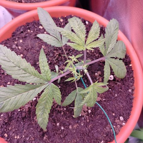 OG Kush growlog timeline photo