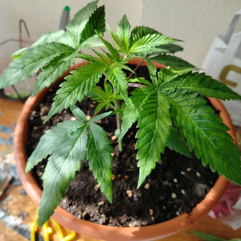 OG Kush growlog timeline photo