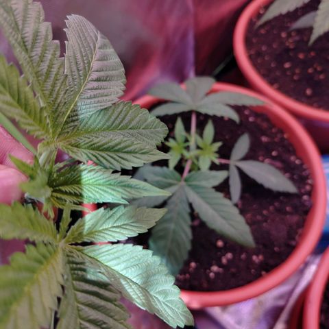 OG Kush growlog timeline photo