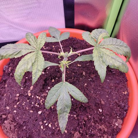 OG Kush growlog timeline photo